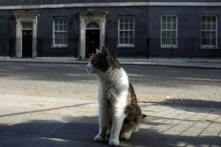2026-05-12T080225Z_1179693870_RC2J7LA0O3HH_RTRMADP_3_BRITAIN-POLITICS