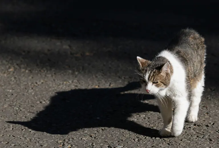 Larry-the-cat-walks-on-Downing-Street-a-day-before-the-State-Opening-of-Parliament-in-London-Britain-May-12-2026