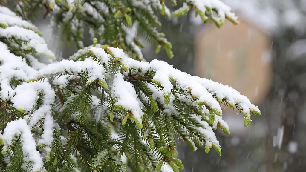 Zwei-bis-drei-Zentimeter-Schnee-lagen-am-Vormittag-auf-dem-Brocken