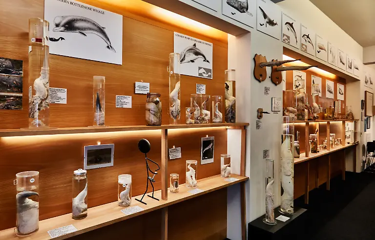 The-Icelandic-Phallological-Museum-is-probably-the-only-museum-in-the-world-to-contain-a-collection-of-phallic-specimens-belonging-to-all-the-various-types-of-mammal-found-in-a-single-country-It-contains-a-collection-of-more-than-two-hundred-and-fifteen-penises-and-penile-parts-belonging-to-almost-all-the-land-and-sea-mammals-that-can-be-found-in-Iceland-including-specimens-from-Homo-Sapiens-Das-islaendische-Phallological-Museum-ist-wahrscheinlich-das-einzige-Museum-in-der-Welt-um-eine-Sammlung-von-phallischen-Mustern-zu-enthalten-die-allen-verschiedenen-Typen-des-in-einem-einzelnen-Land-gefundenen-Saeugetiers-gehoeren-Es-enthaelt-eine-Sammlung-von-mehr-als-zweihundertfuenfzehn-Penissen-und-penile-Teilen-die-fast-allen-Land-und-Seesaeugetieren-gehoeren-die-in-Island-einschliesslich-Muster-vom-Homo-Sapiens-gefunden-werden-koennen
