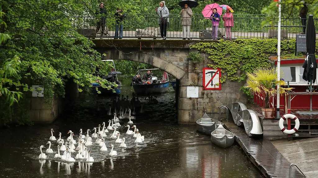 Ab-in-die-Freiheit-und-Brutplaetze-suchen-Hamburgs-Alsterschwaene-sind-nun-wieder-auf-der-Alster-und-ihren-Nebengewaessern-und-Kanaelen-unterwegs