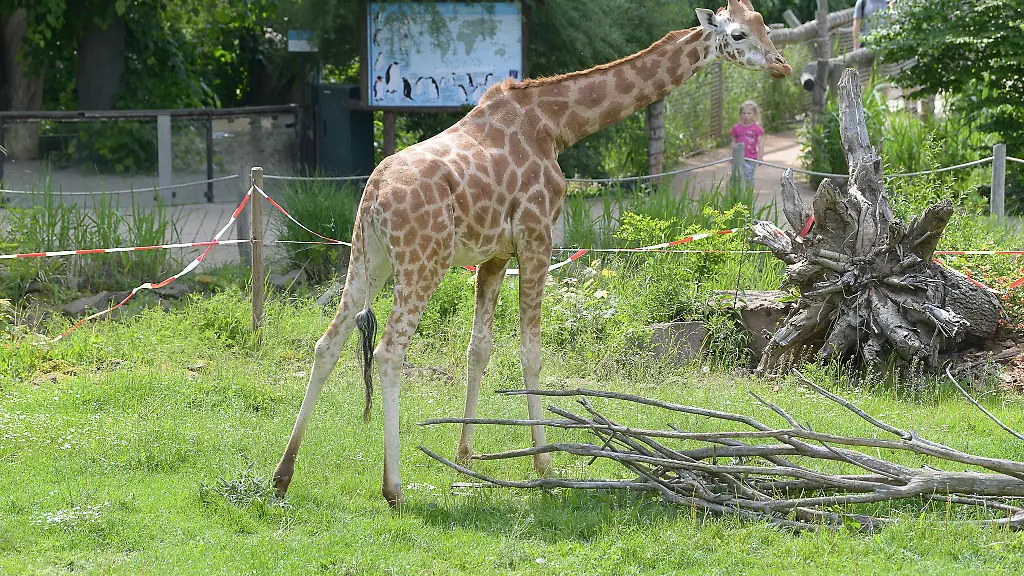 In-Magdeburg-ist-ein-Giraffenkalb-tot-zur-Welt-gekommen