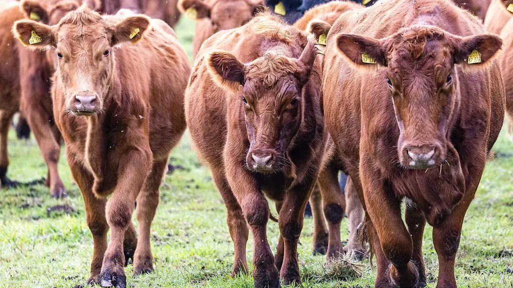 Rinder-Diebstaehle-beunruhigen-Landwirte-in-Suedbrandenburg