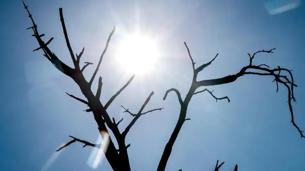 Die-Silhouette-eines-toten-Baumes-zeichnet-sich-vor-der-Sonne-ab