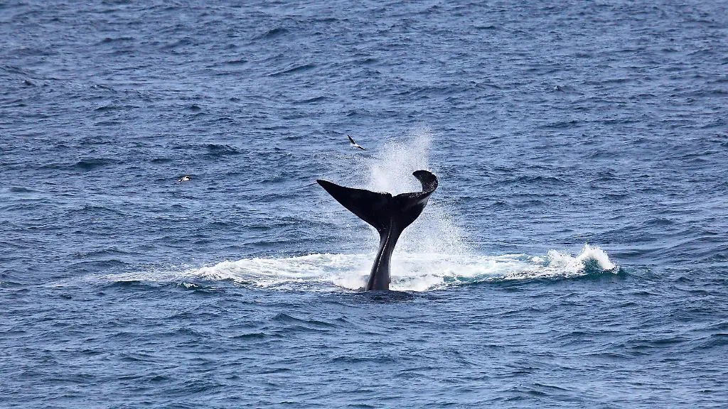 Suedkaper-Eubalaena-australis-mit-Schwanzflosse-auf-Wasser-schlaegtd-mit-umkreisenden-Dominikanermoewen-Larus-dominicanus-Walker-Bay-Hermanus-Westkap-Republik-Suedafrika-Fotografie-Aussenaufnahme-Suedlicher-rechter-Wal-Eubalaena-australis-lobtailing-durch-schlagen-Wasseroberflaeche-mit-Fuke-von-Cape-gulls-Larus-dominicanus-Walker-Bay-Hermanus-Western-Cape-Republic-of-South-Africa-Outdoor