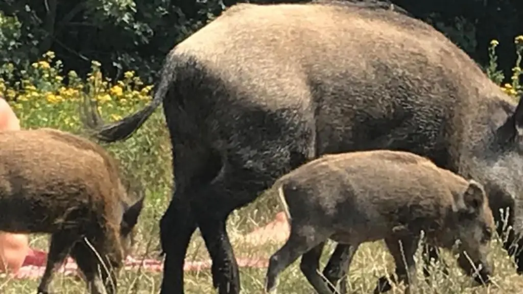 Ein-Wildschwein-mit-seinem-Nachwuchs-laeuft-ueber-die-Badewiese-am-Teufelssee