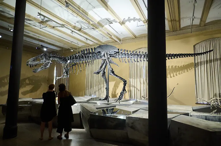 Das-Skelett-des-Tyrannosaurus-rex-Tristan-Otto-steht-wieder-im-Naturkundemuseum-Ab-dem-23-August-wird-das-zwoelf-Meter-lange-und-vier-Meter-hohe-Skelett-in-der-Ausstellung-Dinosaurier-Zeitalter-der-Riesenechsen-im-Museum-fuer-Naturkunde-praesentiert