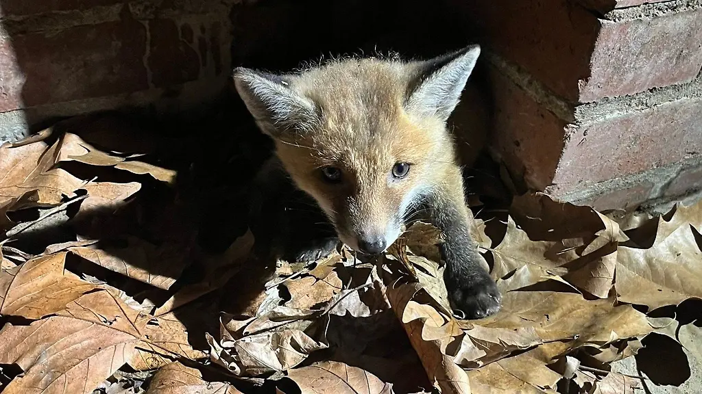 Ein-kleiner-Fuchs-verirrt-sich-in-einen-Duesseldorfer-Kanal-und-kommt-nicht-mehr-raus
