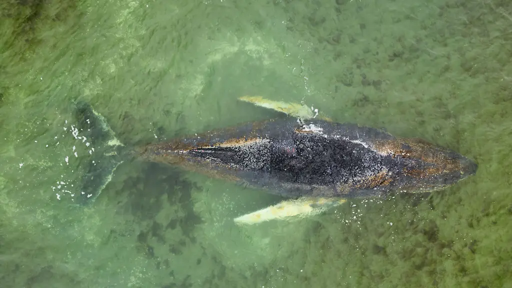 The-humpback-whale-which-had-managed-to-free-itself-from-a-sandbar-off-Timmendorfer-Strand-has-become-stranded-again-while-trying-to-find-its-way-out-of-the-Baltic-Sea-region-As-of-Saturday-evening-the-animal-is-lying-on-a-sandbar-in-Wismar-Bay-Greenpeace-has-been-on-site-since-Thursday-and-is-participating-in-the-rescue-operation-Marine-mammals-still-have-too-few-safe-havens-and-their-food-supply-is-becoming-increasingly-scarce-due-to-overfishing-said-Daniela-von-Schaper-a-marine-expert-at-Greenpeace-The-Baltic-Sea-in-particular-is-in-poor-ecological-condition-and-has-already-proved-fatal-to-the-whale-in-recent-weeks-due-to-fishing-nets-that-became-entangled-around-its-body-Der-Buckelwal-der-sich-von-einer-Sandbank-vor-Timmendorfer-Strand-befreien-konnte-ist-auf-der-Suche-nach-dem-Weg-aus-dem-Ostseegebiet-erneut-gestrandet-Das-Tier-liegt-am-Samstagabend-auf-einer-Sandbank-in-der-Wismarer-Bucht-Greenpeace-ist-seit-Donnerstag-vor-Ort-und-beteiligt-sich-an-der-Rettungsaktion-Noch-immer-haben-Meeressaeugetiere-zu-wenig-Rueckzugsraeume-und-ihre-Nahrung-wird-aufgrund-der-Ueberfischung-immer-knapper-so-Daniela-von-Schaper-Meeresexpertin-bei-Greenpeace-Besonders-die-Ostsee-ist-in-einem-schlechten-oekologischen-Zustand-und-wurde-dem-Wal-in-den-letzten-Wochen-bereits-aufgrund-von-Fischernetzen-die-sich-um-seinen-Koerper-geschlungen-haben-zum-Verhaengnis