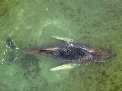 Bleibt Kadaver unter Wasser?: Retter erhalten keine Lebenszeichen mehr vom Ostsee-Wal