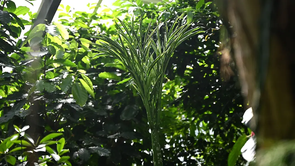 Hallo-Titania-Im-Botanischen-Garten-von-Dortmund-steht-seit-einigen-Tagen-eine-neue-Titanenwurz