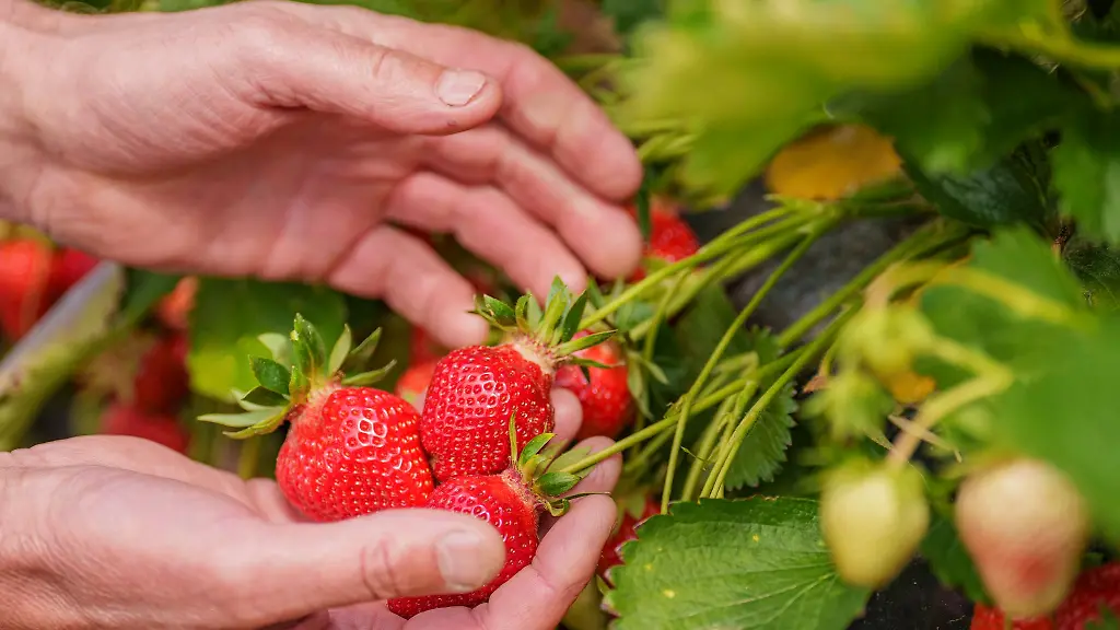 Ohne-Sonne-werden-Erdbeeren-langsamer-rot