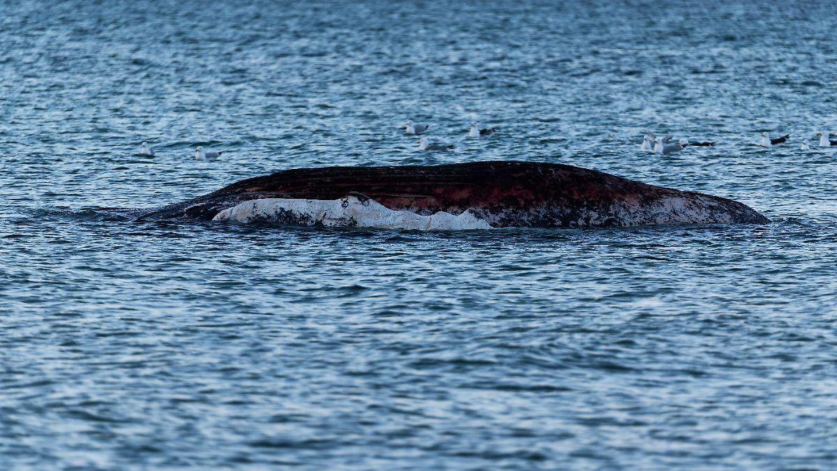 Is it a stranded Baltic Sea whale?: German veterinarian examines dead ...