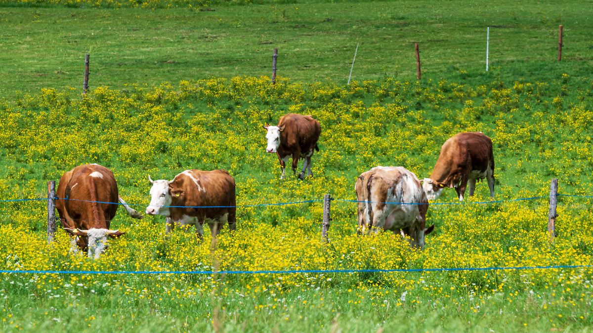 Attacked in pasture: Hiker killed in cow attack