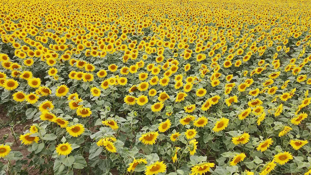 Sonnenblumen-kommen-mit-Trockenheit-relativ-gut-zurecht
