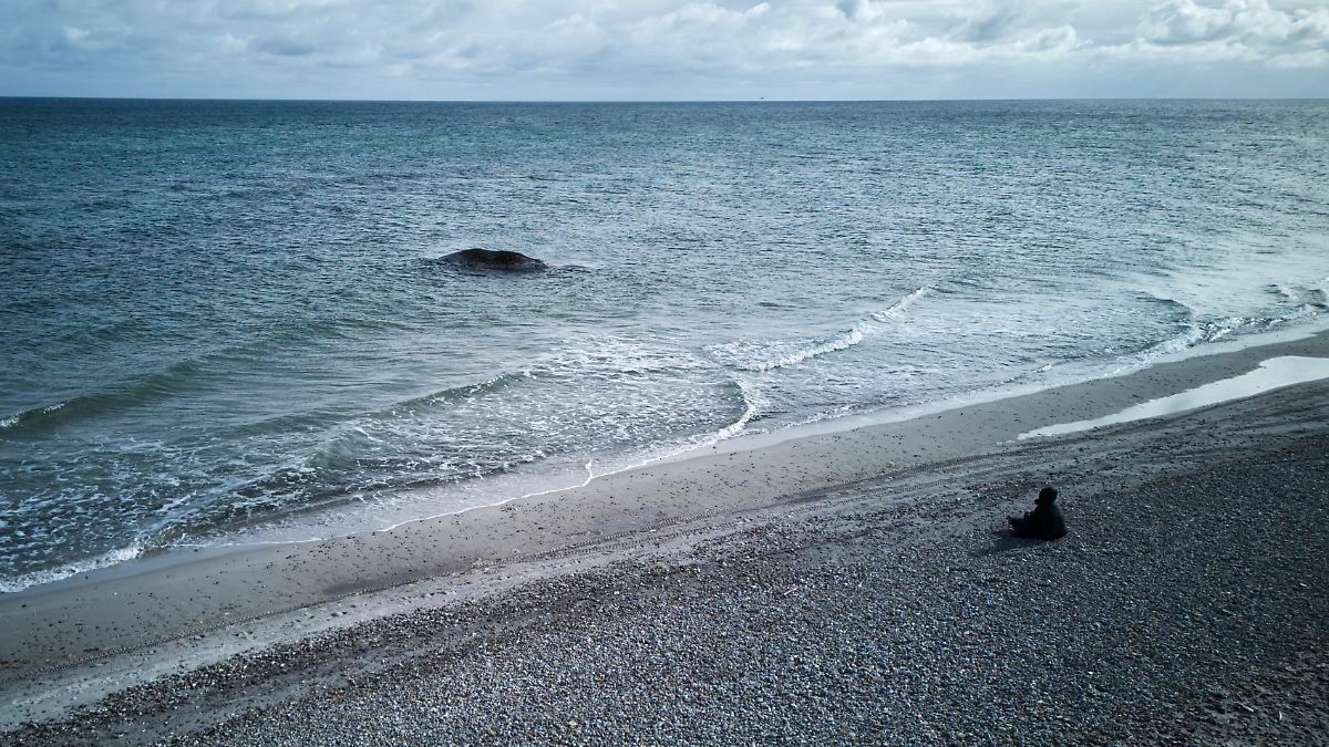 Ministry wants to evaluate transmitter: Dead humpback whale to stay in ...