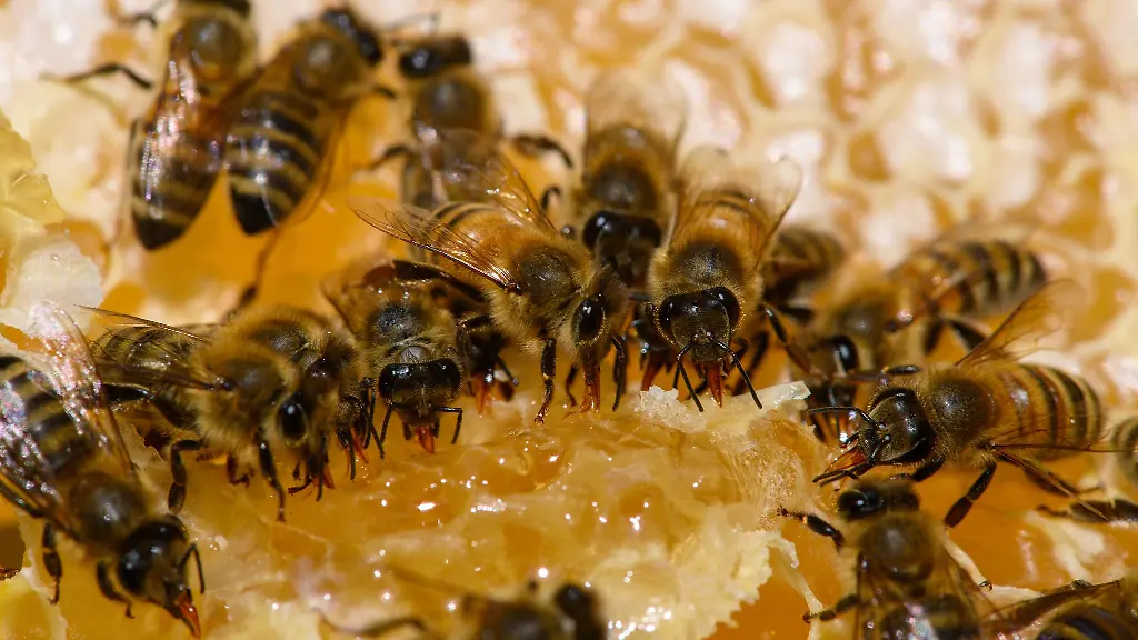 Ein-Grossteil-des-Honigs-in-Sachsen-Anhalt-kommt-nicht-von-heimischen-Bienen