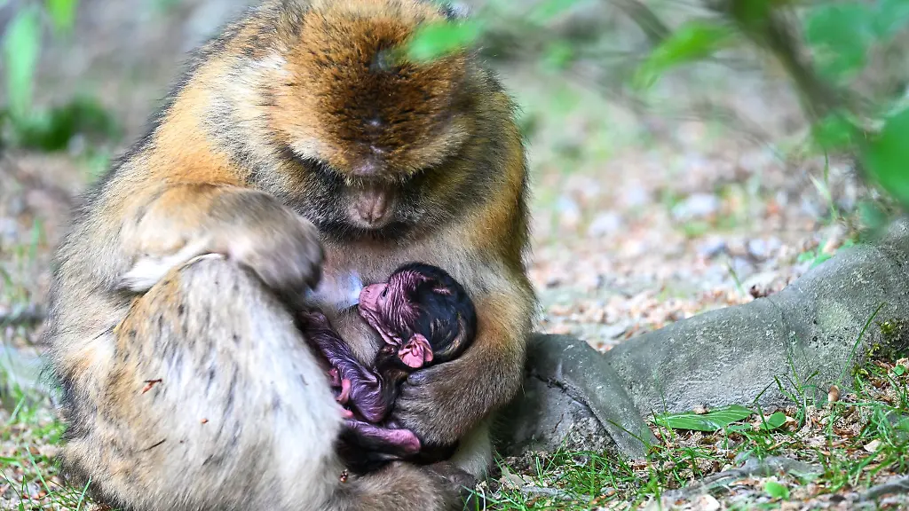 Der-Tierpark-am-Bodensee-feiert-in-diesem-Jahr-seinen-50-Geburtstag