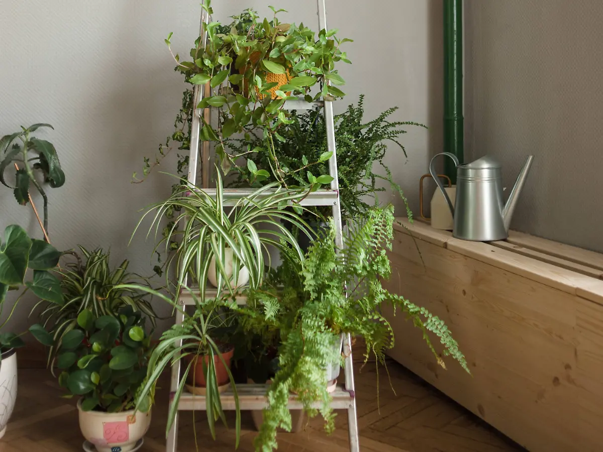 Dschungel im Wohnzimmer: Urban Jungle - heile Welt in Tiefgrn - ntv.de