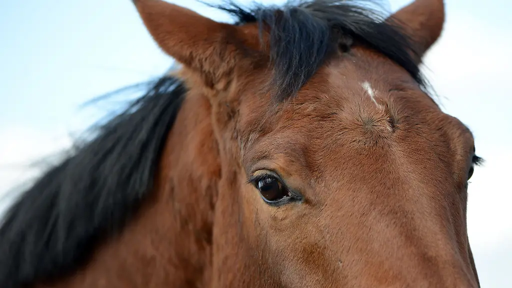 Das-Pferd-war-ausgebuext