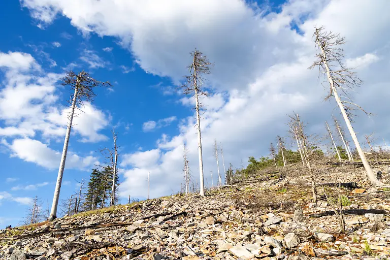 Abgestorbene-Fichten-stehen-am-Altkoenig-im-Taunus-auf-steinigem-Boden