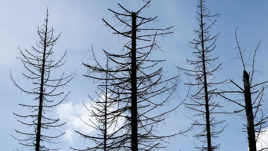 Verdorrte-Baumkronen-stehen-im-sonnigen-Licht-im-Wald-Waldbraende-Borkenkaefer-und-Stuerme-setzen-Europas-Waeldern-zu-und-haben-ihren-Teil-am-Waldsterben-und-Baumsterben-Themenbild-Symbolbild-Frechen-18-05