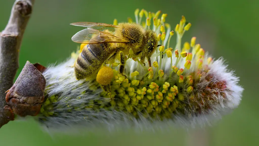 Es-braucht-mehr-wildbienenfreundliche-Gaerten-und-Balkone-sagt-der-Experte-vom-Hymenopterendienst-des-Nabu-Berlin