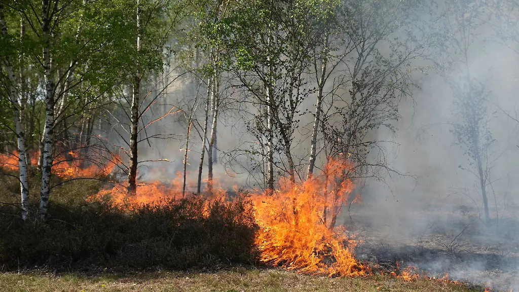 Die-Waldbrandgefahr-nimmt-in-den-kommenden-Tagen-in-Brandenburg-wieder-zu-bei-Jueterbog-gab-es-Anfang-Mai-den-ersten-grossen-Waldbrand-des-Jahres