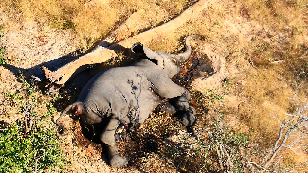 Neun-Pestizide-hat-das-Umweltministerium-getestet-um-hinter-das-Geheimnis-des-ploetzlichen-Elefantensterbens-zu-gelangen