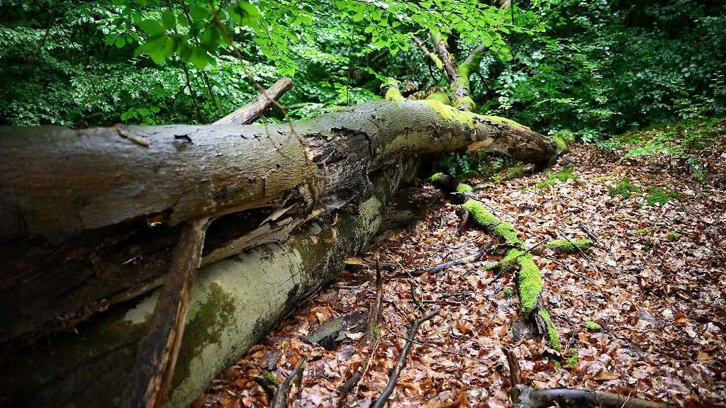 Totholz-im-Wald-bietet-der-Natur-grosse-Vorteile