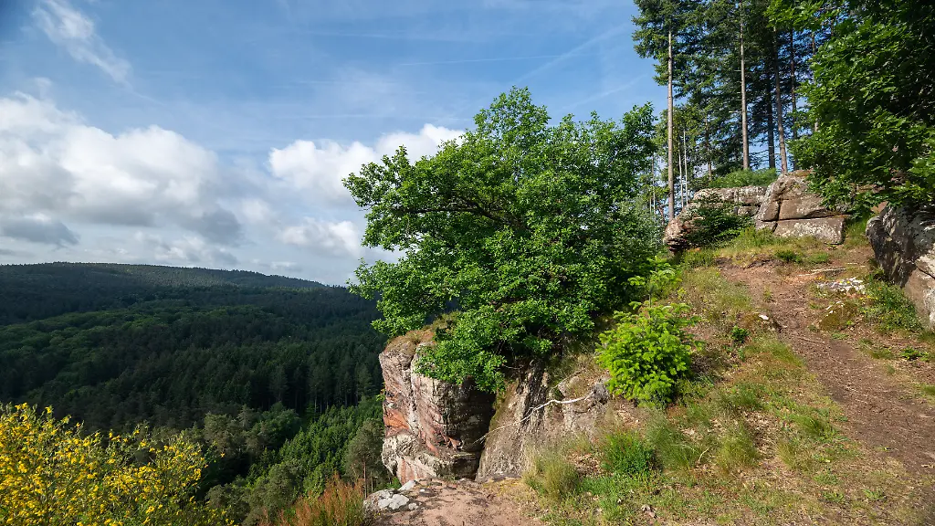 Die-Sonne-beleuchtet-am-Morgen-eine-Felsformation-im-Wald-bei-Kordel