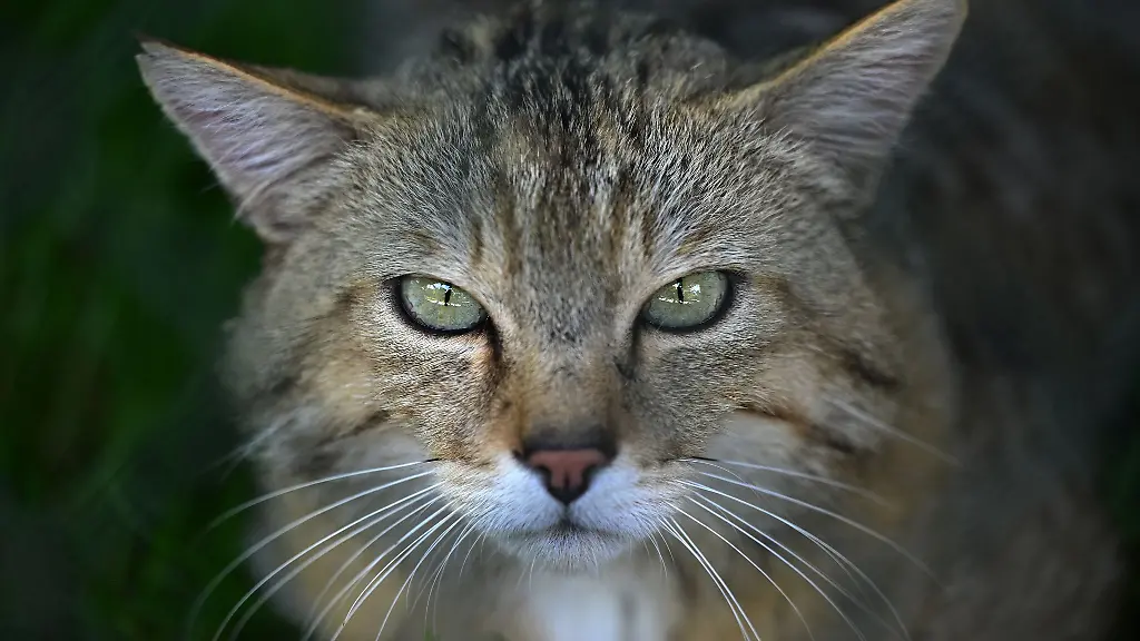 Wildkatzen-galten-in-MV-200-Jahre-lang-als-verschwunden