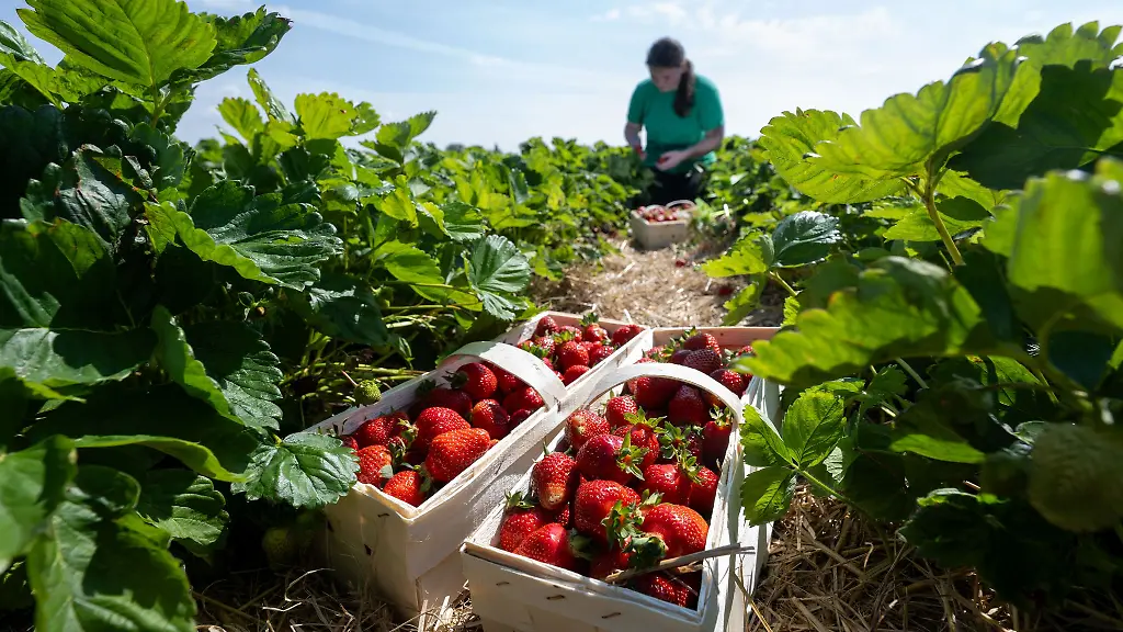 Rund-ein-Viertel-der-Saisonarbeiter-in-der-saechsischen-Landwirtschaft-kommt-aus-dem-Ausland