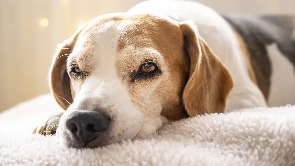 Viele-Hunde-sehnen-sich-bei-hohen-Temperaturen-nach-einer-Abkuehlung