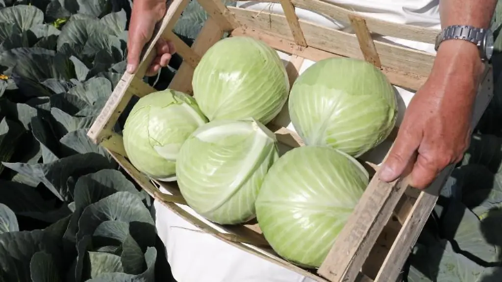 Landwirt-Herwig-Elgeti-verlaedt-auf-seinem-Hof-in-Broderstorf-frisch-geernteten-Weisskohl