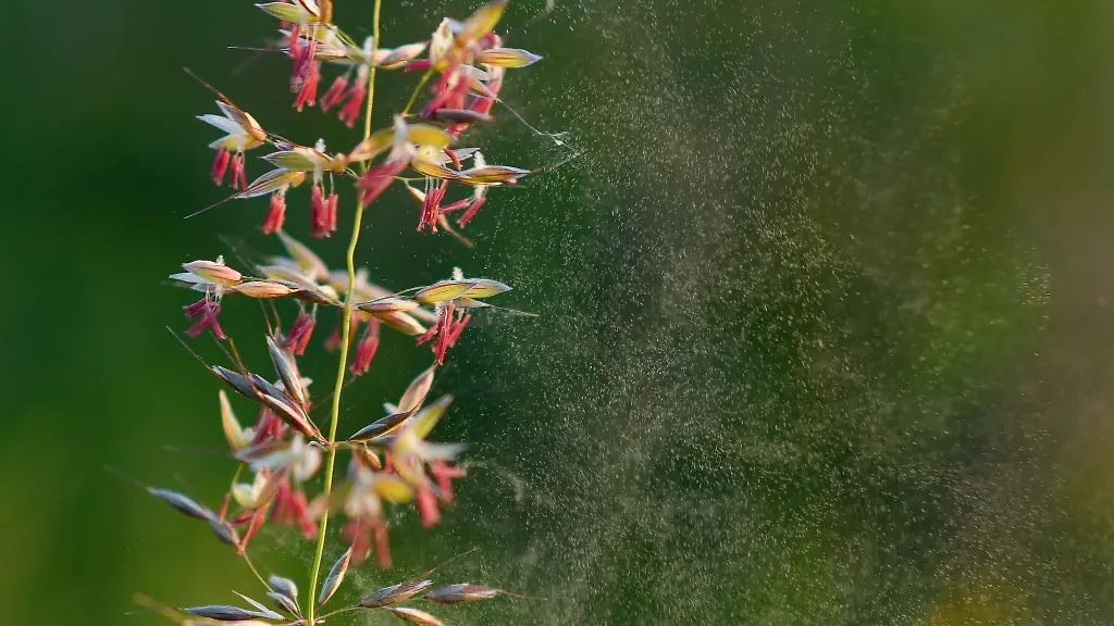 Graeserpollen-Allergiker-sollten-tagsueber-die-Fenster-geschlossen-halten