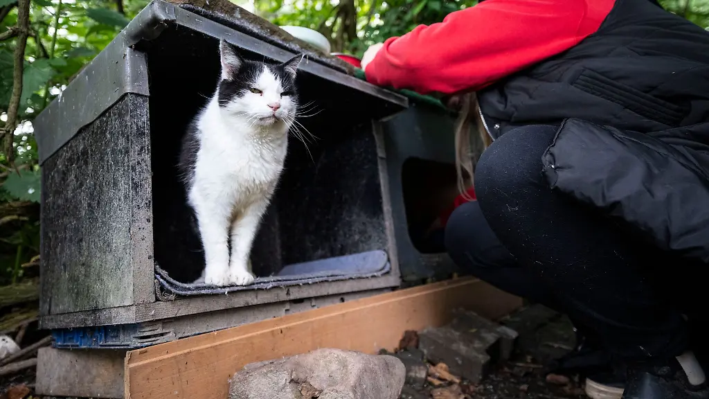 Streunerkater-Neo-wartet-meist-schon-wenn-die-Helfer-und-Helferinnen-mit-dem-Futter-herannahen