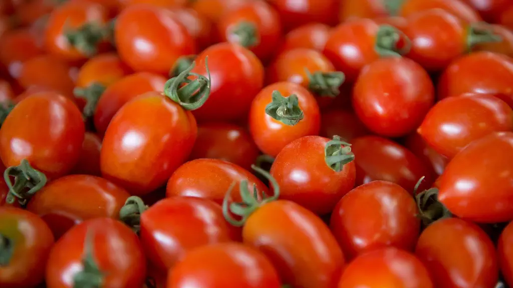 Tomaten-werden-tonnenweise-angebaut