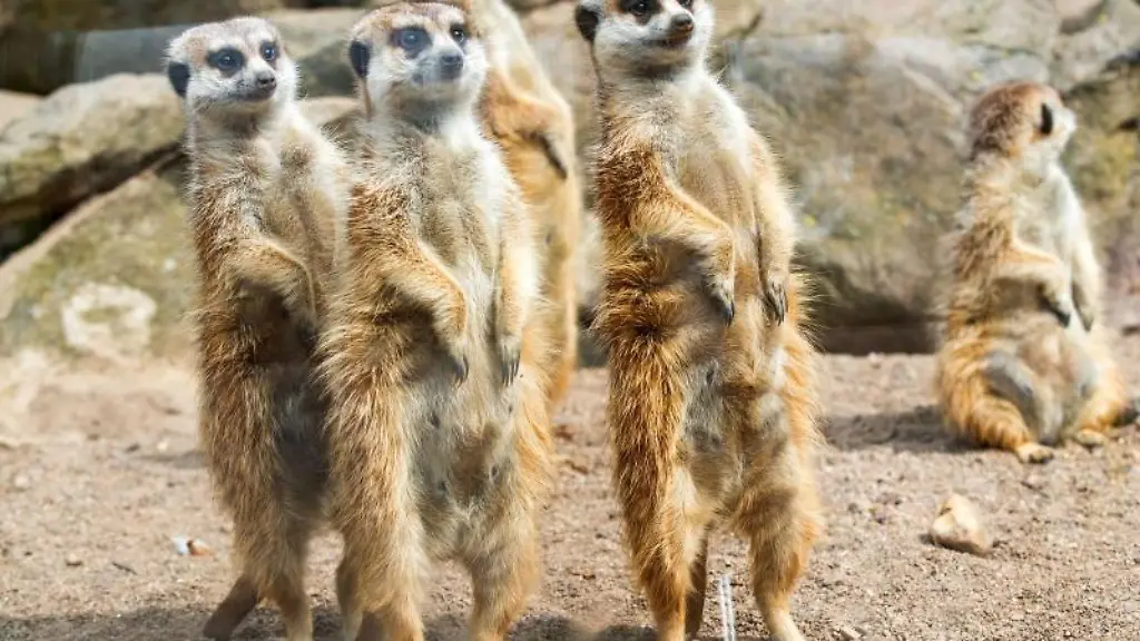 Erdmaennchen-sind-in-einem-Gehege-im-Zoo-von-Schwerin-zu-sehen