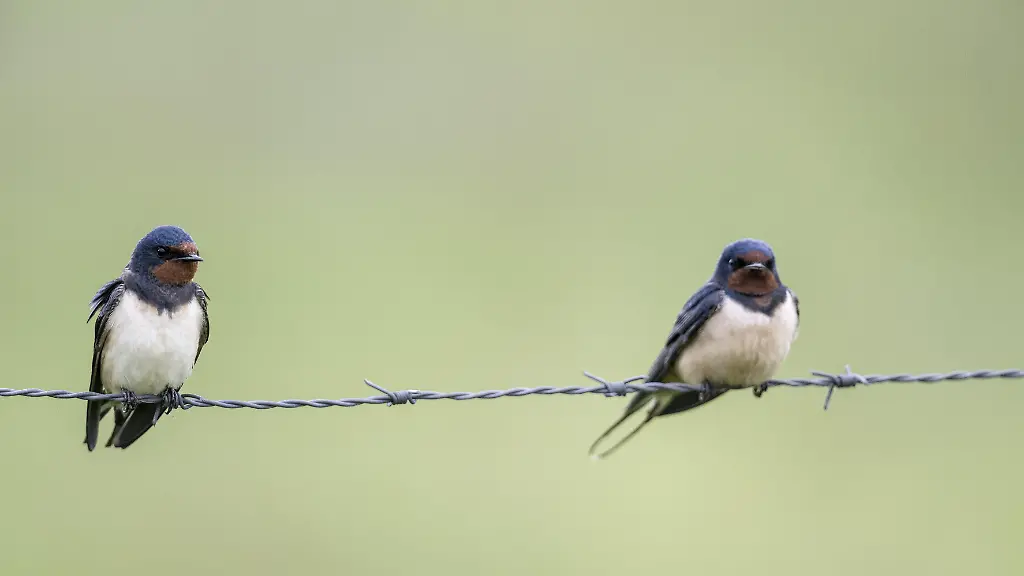 Rauchschwalben-Hirundo-rustica-Emsland-Niedersachsen-Deutschland