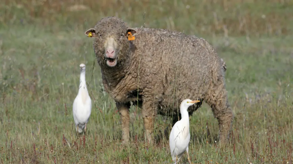 PRT-2009-Kuhreiher-Bubulcus-ibis-Ardeola-ibis-Zwei-Voegel-suchen-neben-einem-grasenden-Merinoschaf-nach-aufgescheuchten-Insekten-en-Cattle-Egret-Buff-backed-Heron-Bubulcus-ibis-Ardeola-ibis-Two-individuals-feeding-beside-Merino-sheep-PRT-2009-Cattle-Egret-Buff-backed-Heron-Bubulcus-ibis-Ardeola-ibis-Two-individuals-feeding-beside-Merino-sheep