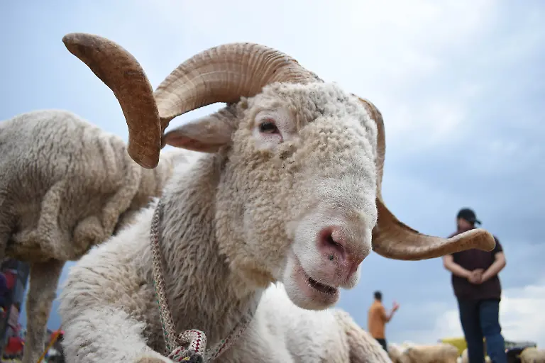 Sheep-are-seen-in-a-livestock-market-where-will-be-sacrificed-and-the-meat-will-be-distributed-among-family-friends-and-the-underprivileged-as-part-of-the-Eid-ul-Adha-Festival-also-known-as-the-Festival-of-Sacrifice-commemorates-the-willingness-of-Prophet-Ibrahim-to-sacrifice-his-son-as-an-act-of-obedience-to-God-on-June-4-2025-in-Srinagar-India