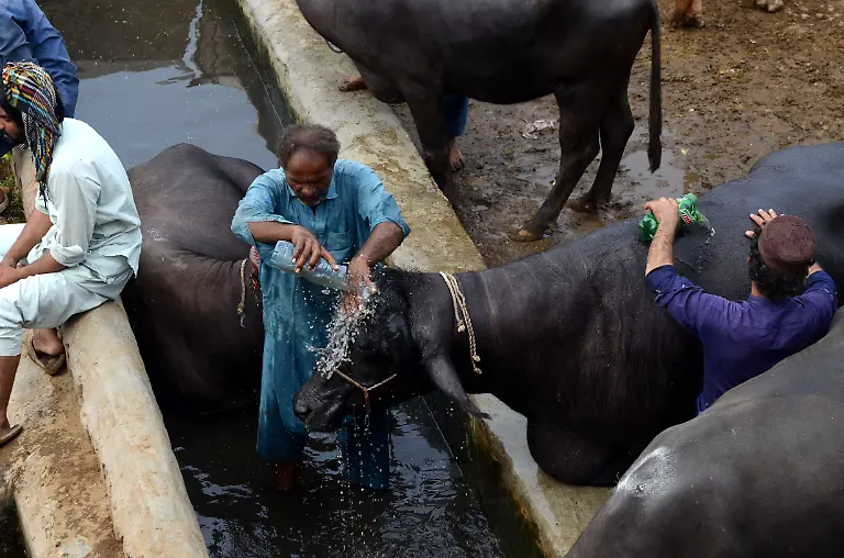 June-15-2024-Peshawar-Peshawar-Pakistan-Eid-al-Adha-preparations-in-Peshawar-People-purchase-sacrificial-animals-at-a-market-ahead-of-the-Muslim-festival-Eid-Al-Adha-in-Peshawar-Pakistan-14-June-2024-Eid-al-Adha-is-one-of-the-holiest-Muslims-holidays-of-the-year-It-marks-the-yearly-Muslim-pilgrimage-known-as-Hajj-to-visit-Mecca-During-Eid-al-Adha-Muslims-slaughter-goats-sheep-and-cattle-in-commemoration-of-the-Prophet-Abraham-s-readiness-to-sacrifice-his-son-to-show-obedience-to-God-They-split-the-meat-into-three-parts-one-for-family-one-for-friends-and-relatives-and-one-for-the-poor-and-needy