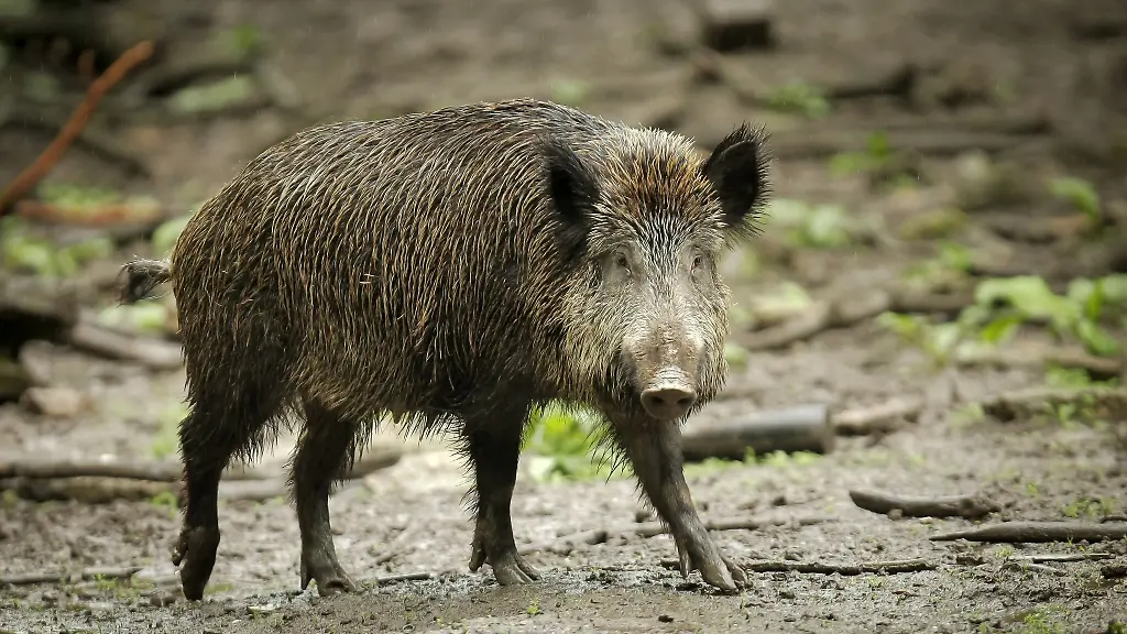 Bei-einem-Wildschwein-nahe-der-Landesgrenze-wurde-das-Virus-entdeckt