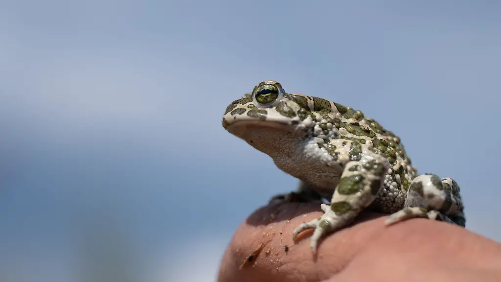 Wechselkroeten-sind-selten-geworen-in-Thueringen-Amphibienschutzzaeune-sollen-die-Tiere-davor-schuetzen-bei-ihren-Wanderungen-ueberfahren-zu-werden