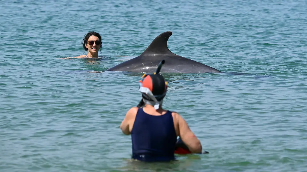 A-female-dolphin-standing-2-meters-tall-and-weighing-200-kg-swims-among-bathers-near-the-beach-in-the-bay-of-Saint-Jean-de-Luz-southwestern-France-on-April-24-2026-This-species-is-classified-as-a-protected-species-of-community-interest-at-the-European-level-and-as-such-a-ministerial-decree-issued-in-2011-formally-prohibits-disturbing-cetaceans-approaching-closer-than-100-meters-to-the-animal-trying-to-swim-alongside-it-touching-it-seeking-to-interact-with-it-or-blocking-its-path