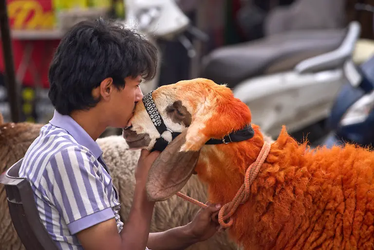 Ein-kaschmirischer-Verkaeufer-kuesst-ein-Schaf-waehrend-er-auf-einem-Viehmarkt-vor-dem-muslimischen-Fest-Eid-al-Adha-in-Srinagar-im-indisch-kontrollierten-Kaschmir-auf-Kunden-wartet