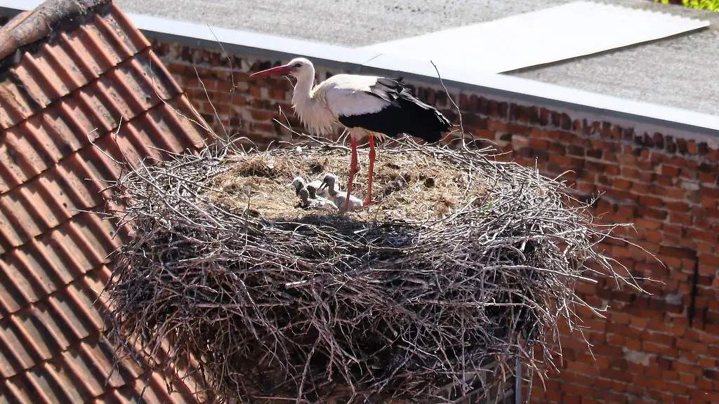 Am-Rathaus-in-Beelitz-koennen-vier-Babystoerche-bestaunt-werden-Es-ist-das-erste-Mal-dass-dort-vier-Junge-ausgebruetet-wurden