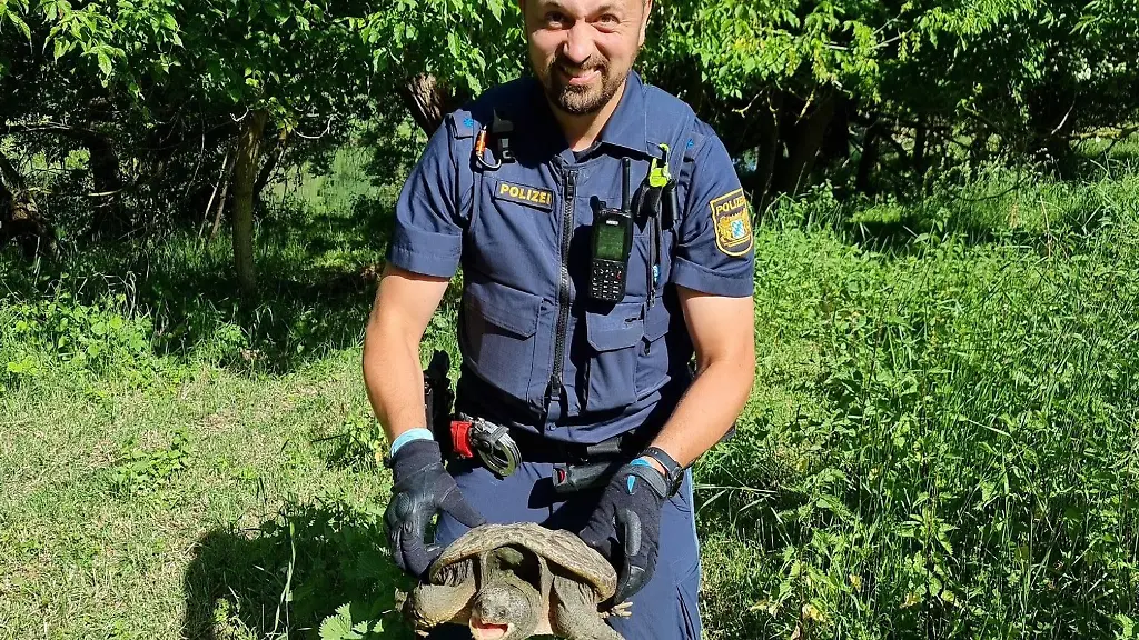 Beamte-nahmen-das-Tier-mit-zur-Polizeiinspektion-Ochsenfurt-nachdem-die-Schildkroete-auf-einem-Fahrradweg-bei-Sommerhausen-gefunden-worden-war