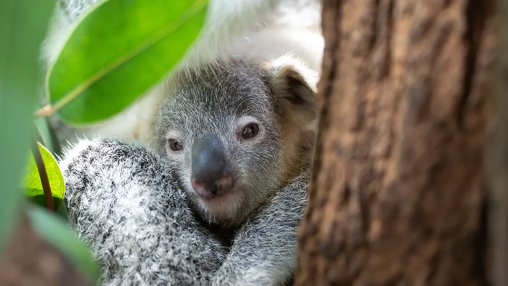 Der-junge-Koala-Jingeri-wurde-nicht-mal-ein-Jahr-alt